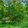 LED Bild Green Wood
