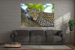 Wall Art Leopard