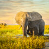 LED Bild Afrikanisch Elefant