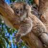 LED Bild Koala