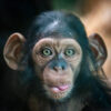 LED Bild Schimpanse baby