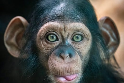 LED Bild Schimpanse baby