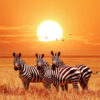 LED Bild Zebras