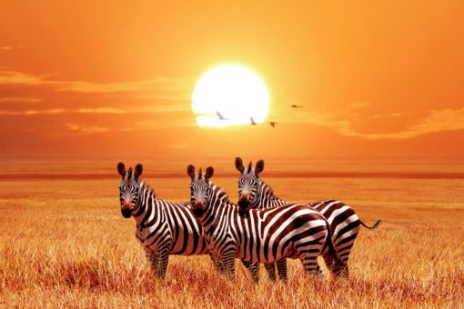 LED Bild Zebras