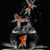 LED Bild Goldfisch Art