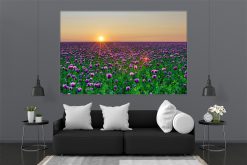 LED Bild Mohnfeld