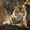 LED Bild Sumatran Tiger