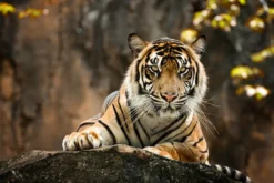 LED Bild Sumatran Tiger
