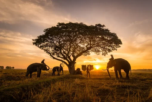 LED Bild Elephants in Sunrise