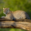 LED Bild Leopard on Tree