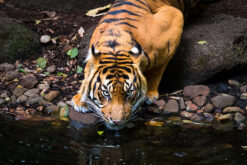 LED Bild Drinking Tiger